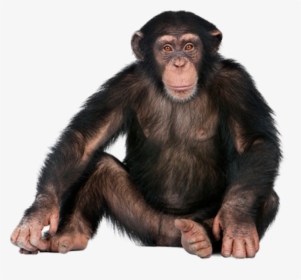 Chimpanzee Png - Monkey Png, Transparent Png, Free Download