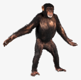 Chimpanzee Png, Transparent Png, Free Download