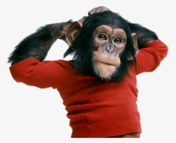 Chimpanzee Wearing Sweater - Project Nim, HD Png Download, Free Download