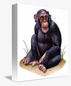 Chimp Drawing Pen - Chimpanzee Drawing With Color, HD Png Download, Free Download