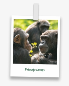 Transparent Chimp Png - Common Chimpanzee, Png Download, Free Download