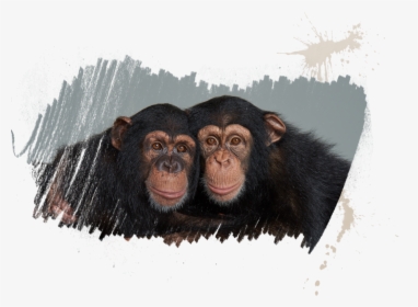 Clip Art Pictures Of Chimpanzee - Vali And Sugriva Chimps, HD Png Download, Free Download