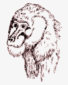 Chimpanzees Drawings Transparent Background, HD Png Download, Free Download