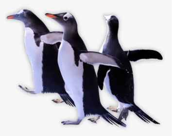 Download Penguins Png Transparent Images Transparent - Adã©lie Penguin, Png Download, Free Download