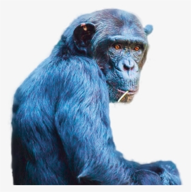 Chimp Cutout - Common Chimpanzee, HD Png Download, Free Download