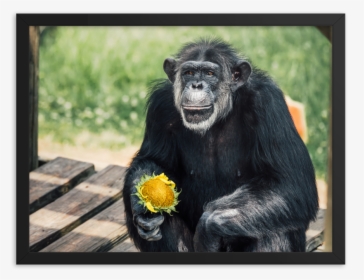 Common Chimpanzee, HD Png Download, Free Download