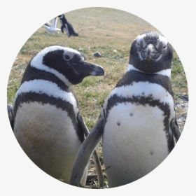 Lana Labs Penguins / Lana Labs Pinguine - Penguin, HD Png Download, Free Download