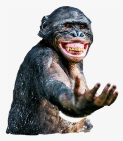 #freetoedit #sticker #chimp - Smiling Chimpanzee, HD Png Download, Free Download