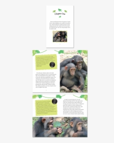 Common Chimpanzee, HD Png Download, Free Download