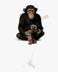 Common Chimpanzee, HD Png Download, Free Download