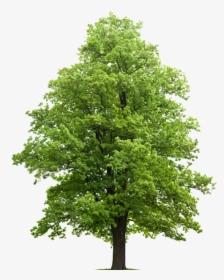 Win A Tree From Radnor Township - Sugar Maple Png, Transparent Png, Free Download