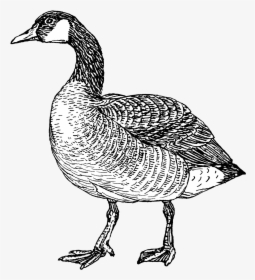 Goose - Canada Goose Black And White, HD Png Download, Free Download