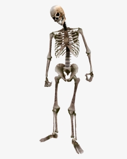 Beast Oblivion Skeleton Png - Skeleton Png, Transparent Png, Free Download