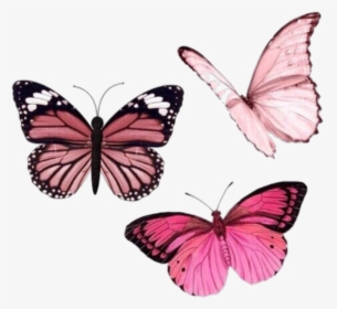 Image About Pink In Pngs By Faviola On We Heart It - Pink Butterfly Aesthetic, Transparent Png, Free Download