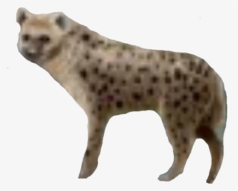 Spotted Hyena, HD Png Download, Free Download