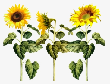 Ftestickers Sunflowers Sunflower Texture Cute Flower - Girasoles Png, Transparent Png, Free Download