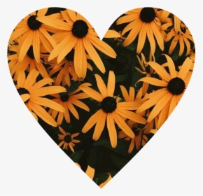 #corazón #girasoles #flores #love #yellow - Fondos De Girasoles, HD Png Download, Free Download