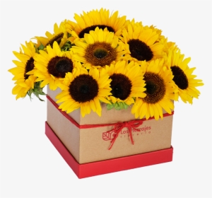 Box De Girasoles - Sunflower, HD Png Download, Free Download