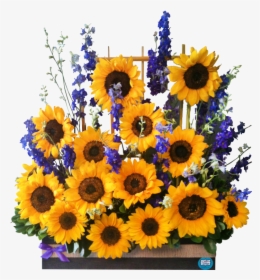 Jardín De Girasoles - Sunflower, HD Png Download, Free Download