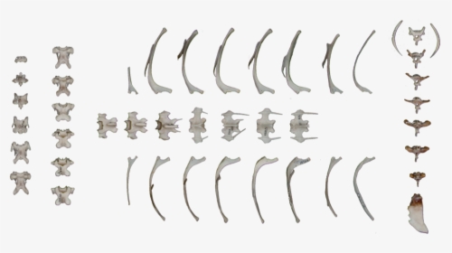 Ammunition, HD Png Download, Free Download