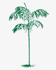 Palm Tree Ornamental Free Photo - Sketch Palm Tree Png, Transparent Png, Free Download