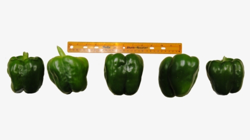 Bell Pepper Grading, HD Png Download, Free Download