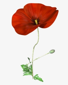 Hand Painted A Poppy Flower Png Transparent - Corn Poppy, Png Download, Free Download