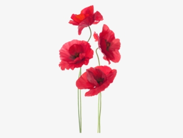 Flower,flowering Plant,red,cut Poppy,poppy,artificial - Remembrance Day, HD Png Download, Free Download