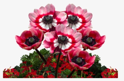 Poppies, Poppy, Mohngewaechs, Poppy Flower, Red Poppy - Днем Рождения Внучка Валерия, HD Png Download, Free Download