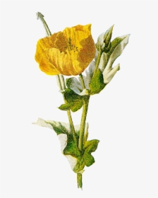 Transparent Poppy Flower Png - Opium Png, Png Download, Free Download