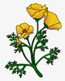 Buttercup At Getdrawings Com - California Flower Golden Poppy, HD Png Download, Free Download