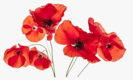 Poppies On A White Background, HD Png Download, Free Download