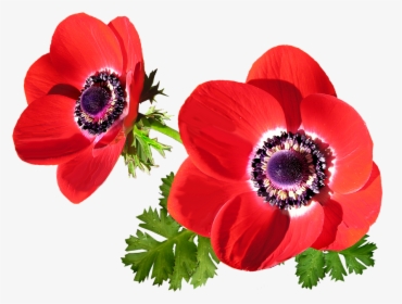 Anemone Png, Transparent Png, Free Download