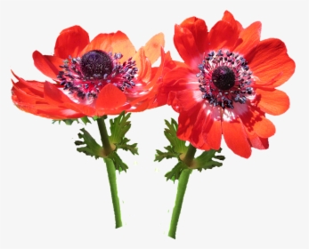Transparent Red Flower Png - Anemone Flower Png, Png Download, Free Download