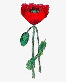 Poppy, HD Png Download, Free Download