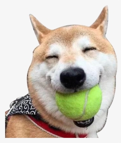 Doge Face Png - Dog Laughing Png, Transparent Png, Free Download