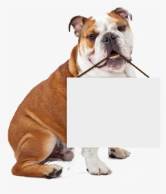 Happy Easter English Bulldog, HD Png Download, Free Download