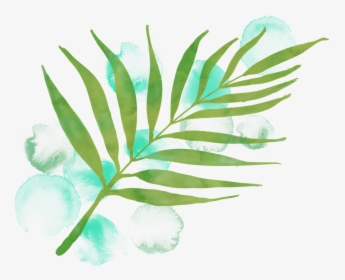 Watercolour Leaf, Watercolor, Leaf, Palm Leaf, Green - Folha De Palmeira Png, Transparent Png, Free Download