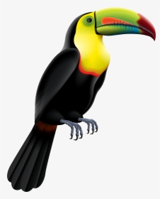 Toucan Clipart Rainforest Brazilian, HD Png Download, Free Download