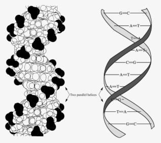 Pi Stacking Interactions Dna, HD Png Download, Free Download