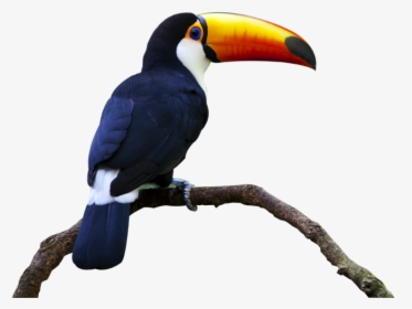 Transparent Toucan Clipart - Toucan White Background Png, Png Download, Free Download