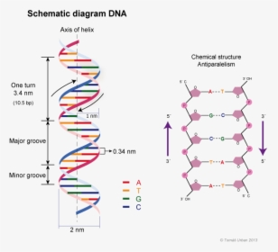 Transparent Dna Helix Clipart - Dna Double Helix Structure Model, HD Png Download, Free Download