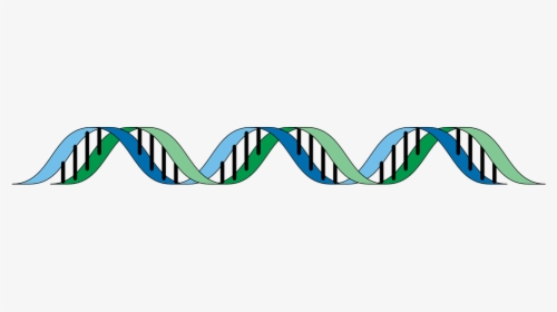 Dna, Gene, Genetic, Helix, Rna, Mutagenic, Heritage - Double Stranded Dna No Background, HD Png Download, Free Download