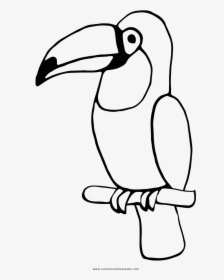 Toucan Coloring Page - Colouring Page Of A Toucan, HD Png Download, Free Download
