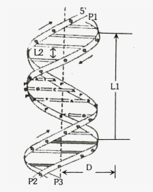 Crick Model Of Dna, HD Png Download, Free Download
