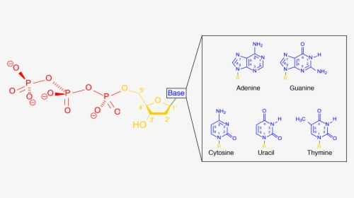 Nitrogenous Base, HD Png Download, Free Download