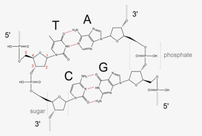 Dna Double Helix Chemical Structure , Png Download - Fragment Of Dna With Two Nucleotide Pairs, Transparent Png, Free Download