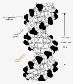 Pi Pi Interaction In Dna, HD Png Download, Free Download