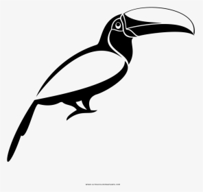 Toucan Coloring Page - Toucan, HD Png Download, Free Download