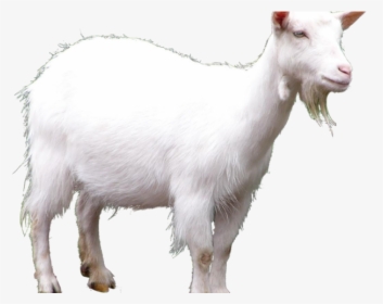 Goat Sound Name In English, HD Png Download, Free Download